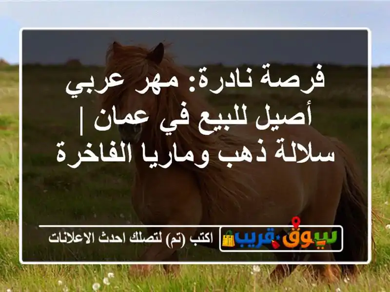 فرصة نادرة: مهر عربي أصيل للبيع في عمان | سلالة...