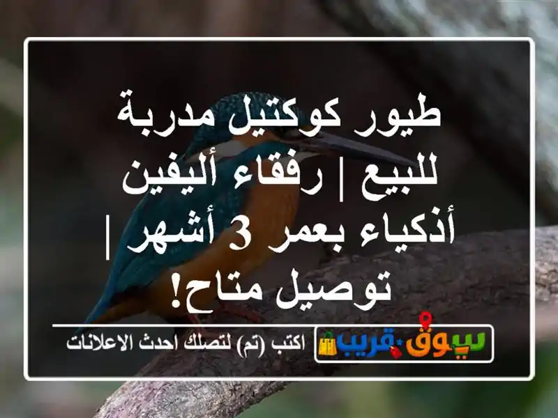 طيور كوكتيل مدربة للبيع | رفقاء أليفين أذكياء بعمر...