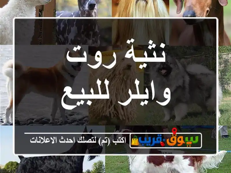 نثية روت وايلر للبيع