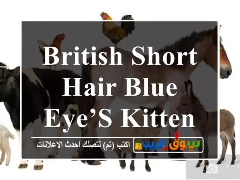 British Short Hair,Blue Eye’s Kitten