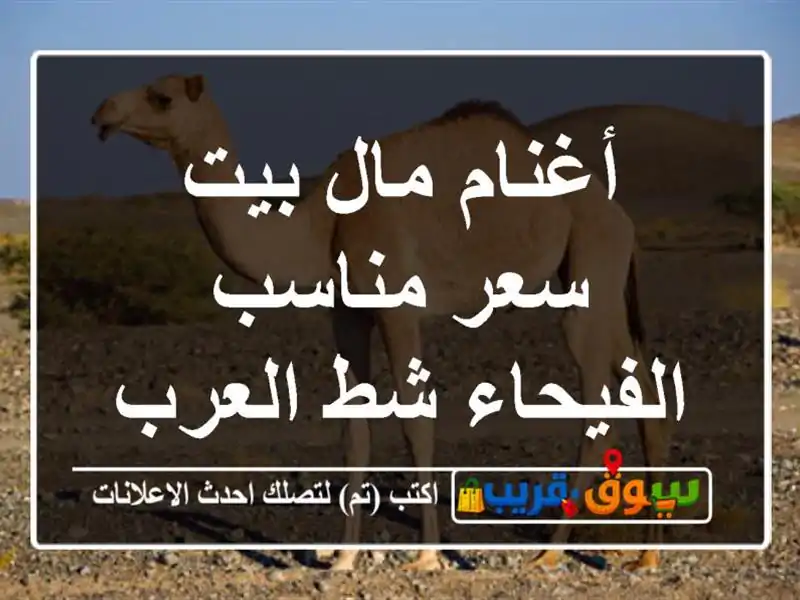 أغنام مال بيت سعر مناسب الفيحاء شط العرب