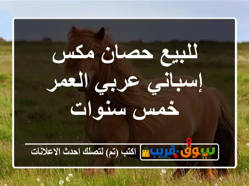 للبيع حصان مكس إسباني عربي العمر خمس سنوات