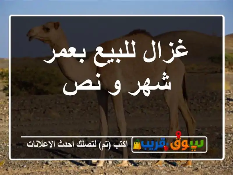 غزال للبيع بعمر شهر و نص
