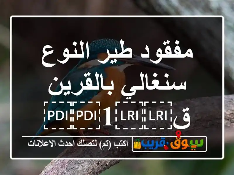 مفقود طير النوع سنغالي بالقرين ق⁦⁦1⁩⁩