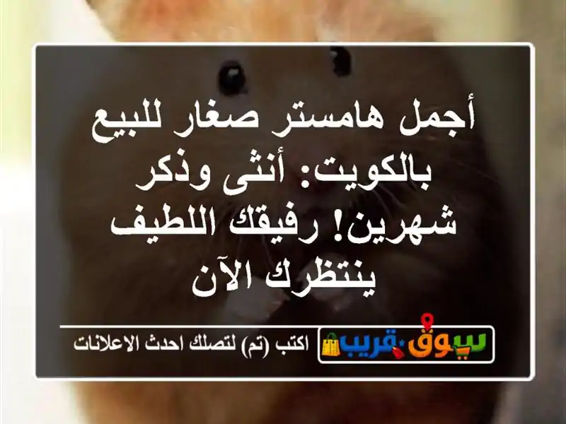 أجمل هامستر صغار للبيع بالكويت: أنثى وذكر شهرين!...