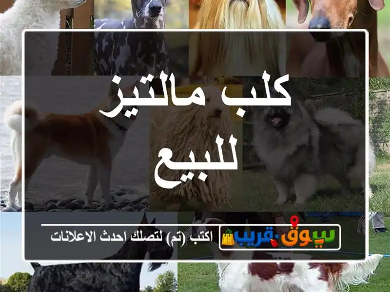 كلب مالتيز للبيع