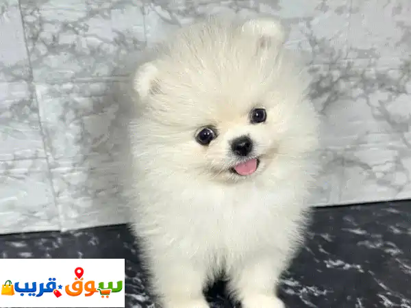 جرو بوميرانيان رائع ينتظر منزله الدافئ | كلاب للتبني...