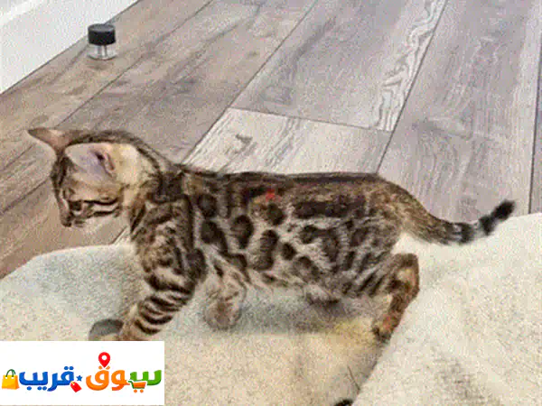 فرصة استثنائية: قطة بنغال أنثى للبيع – جمال آسر وشخصية لعوبة! (قطط بنغال، حيوانات أليفة للبيع)
