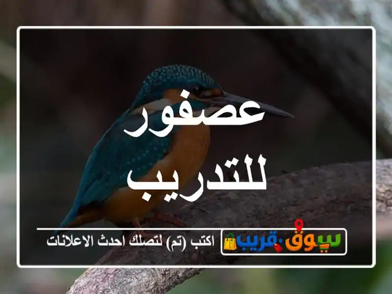عصفور للتدريب