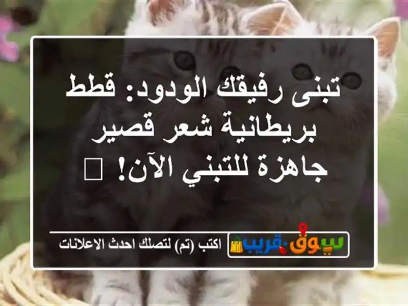 تبنى رفيقك الودود: قطط بريطانية شعر قصير جاهزة...