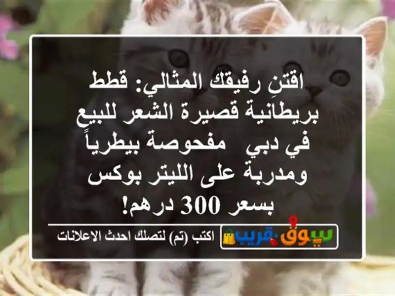 اقتنِ رفيقك المثالي: قطط بريطانية قصيرة الشعر للبيع...
