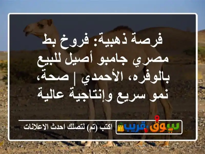 فرصة ذهبية: فروخ بط مصري جامبو أصيل للبيع...