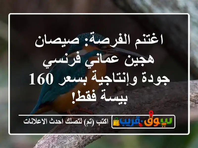 اغتنم الفرصة: صيصان هجين عماني فرنسي - جودة...