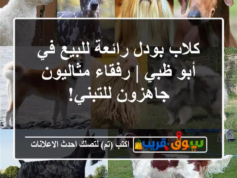 كلاب بودل رائعة للبيع في أبو ظبي | رفقاء مثاليون...