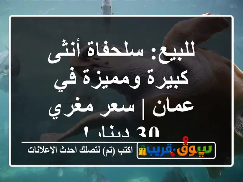 للبيع: سلحفاة أنثى كبيرة ومميزة في عمان | سعر مغري...