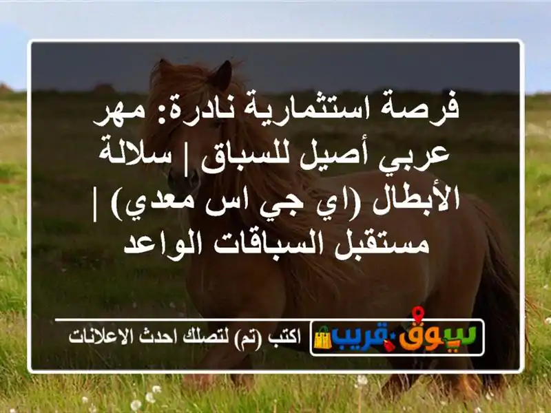 فرصة استثمارية نادرة: مهر عربي أصيل للسباق |...