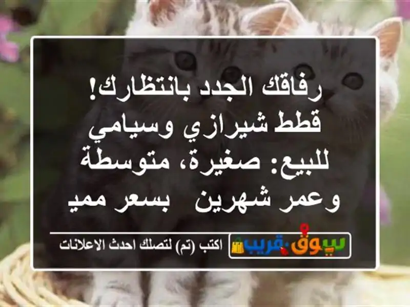 رفاقك الجدد بانتظارك! قطط شيرازي وسيامي للبيع:...