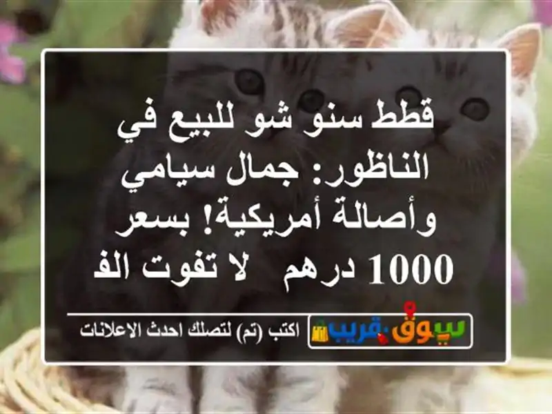 قطط سنو شو للبيع في الناظور: جمال سيامي وأصالة...