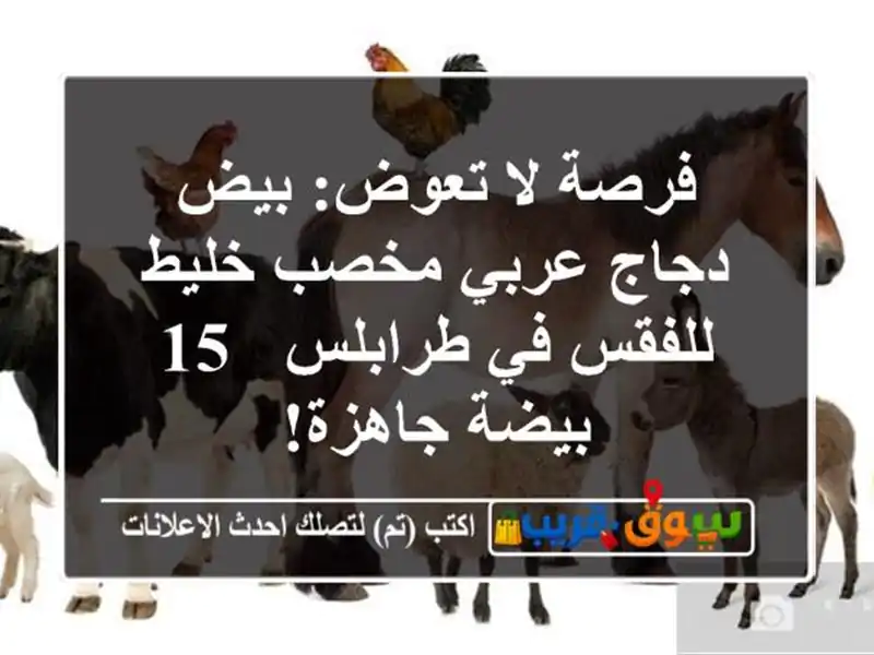 فرصة لا تعوض: بيض دجاج عربي مخصب خليط للفقس في طرابلس...