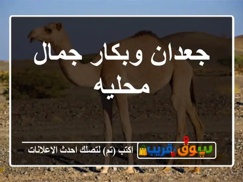 جعدان وبكار جمال محليه