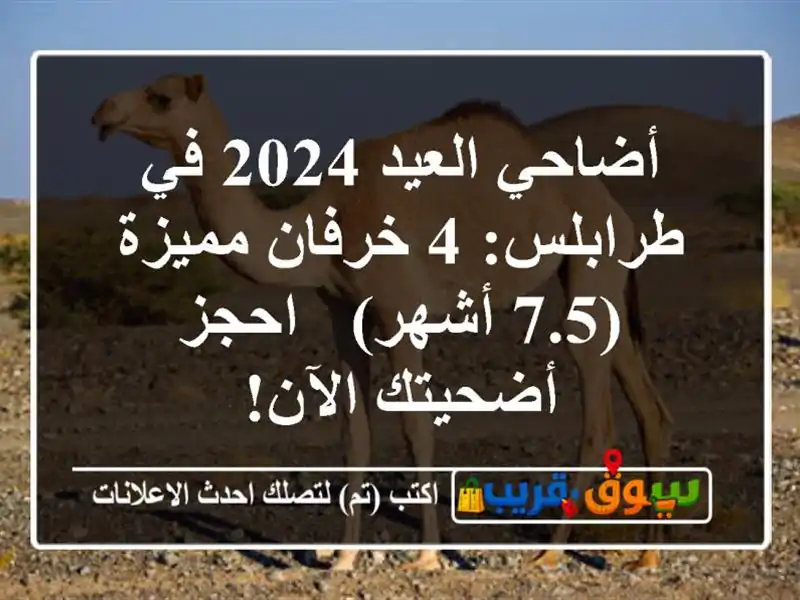 أضاحي العيد 2024 في طرابلس: 4 خرفان مميزة (7.5 أشهر) -...