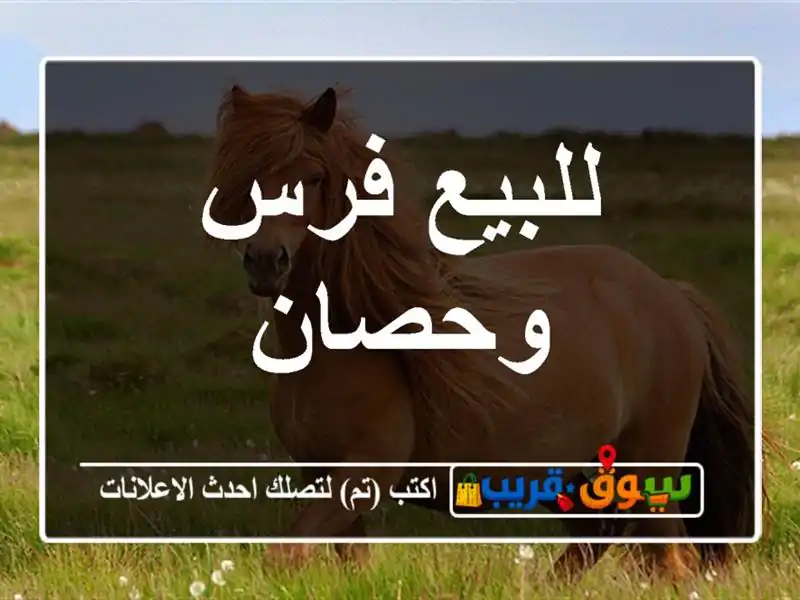 للبيع فرس وحصان