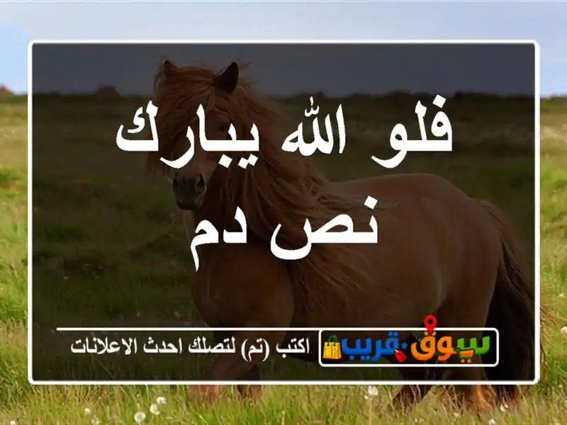 فلو الله يبارك نص دم