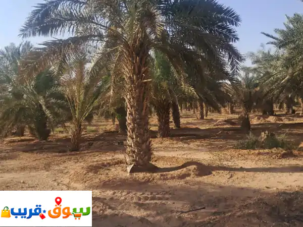 300 نخلة سلج ومسكاني للبيع: فرصة استثمارية...