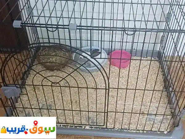 4 أرانب صغيرة وجميلة للبيع | رفقاء ممتعون مع قفص كبير ومريح!