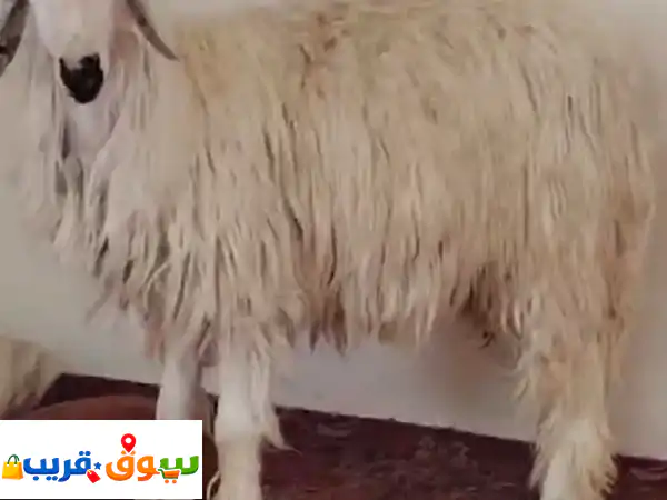 يوجد طلي ينفع مشروع فحل أو ضحيه العمر 11 شهر الوزن...
