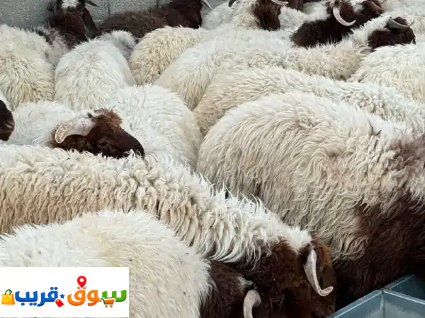 أضحية العيد بـ 150 ريال! جزار أغنام محترف لذبائح العيد الطازجة - احجز الآن!