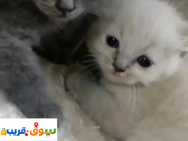فرصة ذهبية: قطة للبيع بعمر شهر واحد فقط بـ 30!...