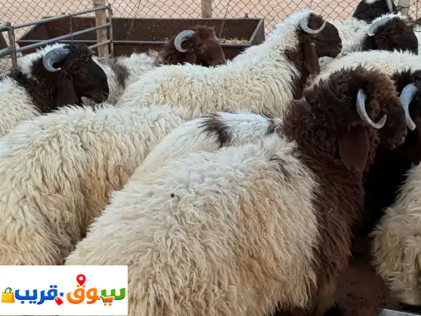 أضحية العيد بـ 150 ريال! جزار أغنام محترف لذبائح...