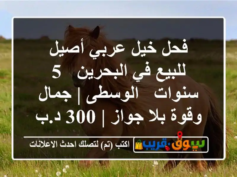 فحل خيل عربي أصيل للبيع في البحرين - 5 سنوات - الوسطى...