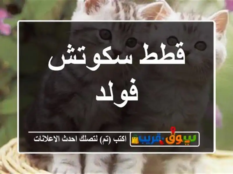 قطط سكوتش فولد