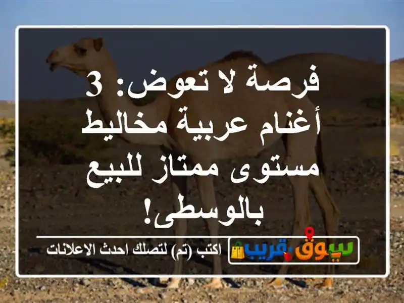 فرصة لا تعوض: 3 أغنام عربية مخاليط مستوى ممتاز...