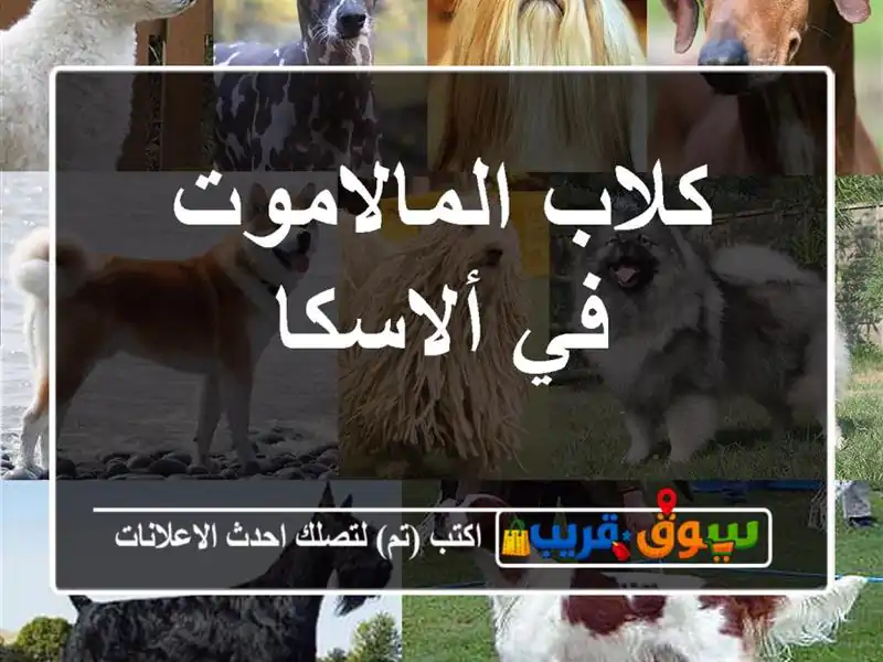 كلاب المالاموت في ألاسكا