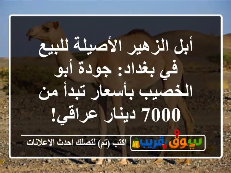 أبل الزهير الأصيلة للبيع في بغداد: جودة أبو...