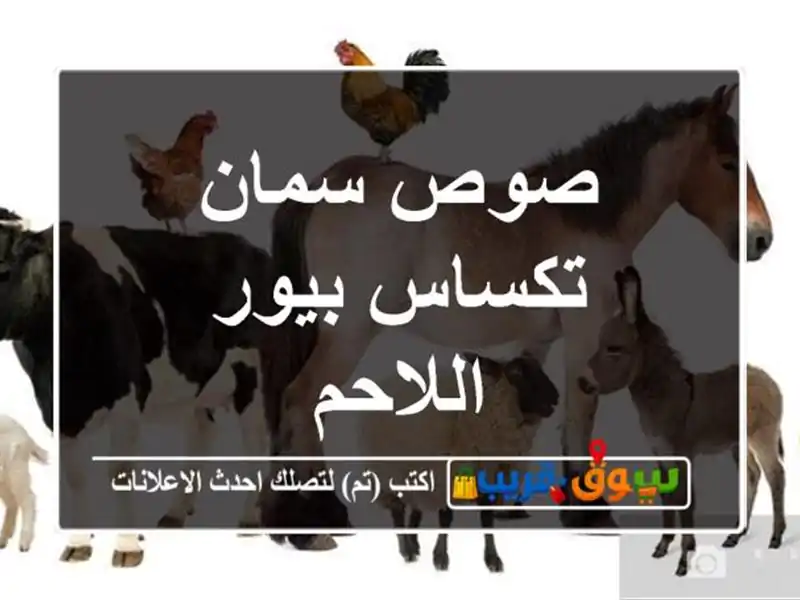 صوص سمان تكساس بيور اللاحم