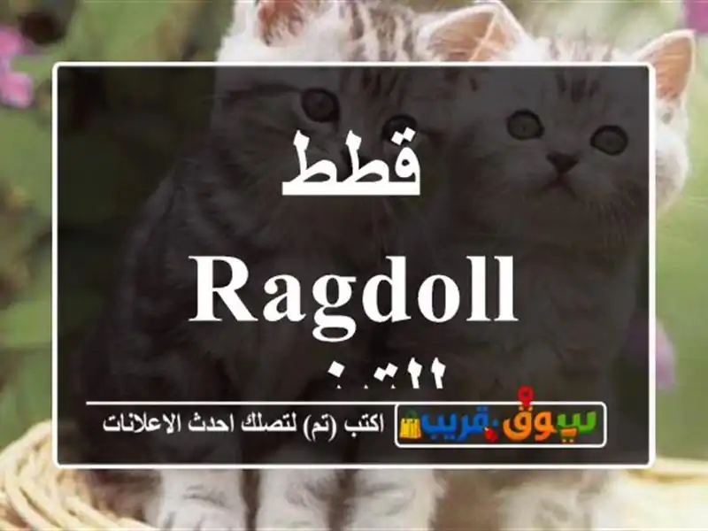 قطط RAGDOLL للتبني