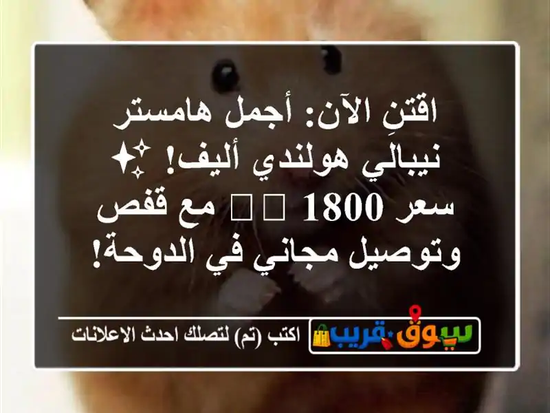 اقتنِ الآن: أجمل هامستر نيبالي هولندي أليف! ✨ سعر...