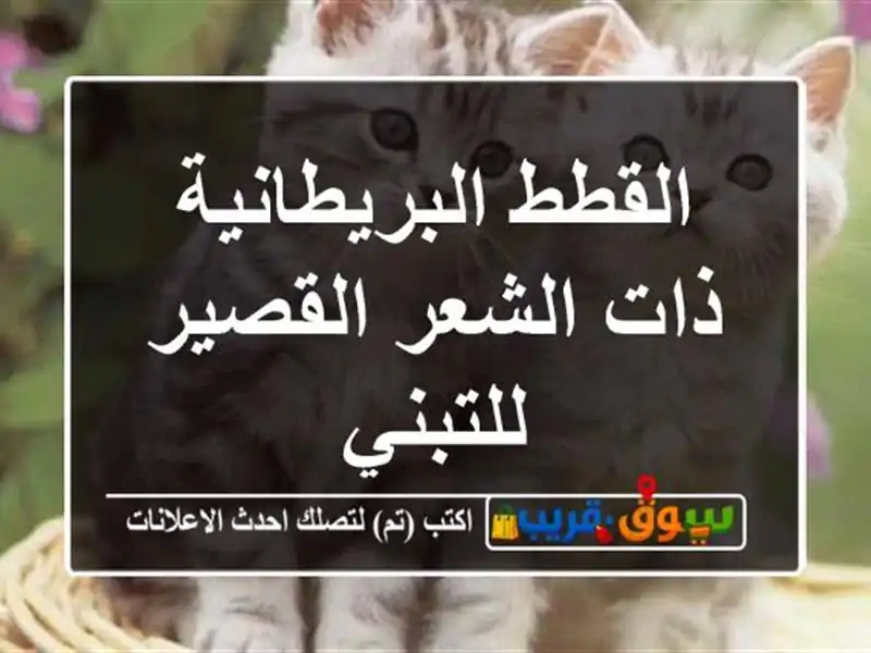 القطط البريطانية ذات الشعر القصير للتبني