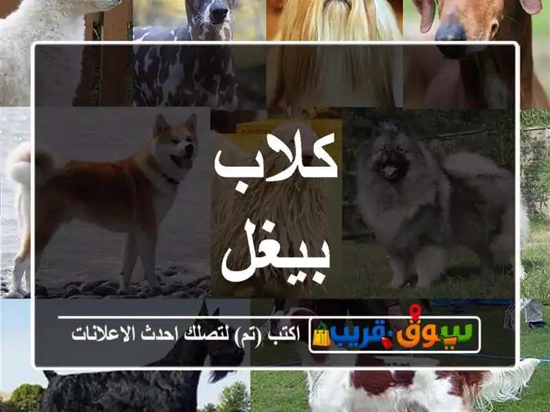 كلاب بيغل