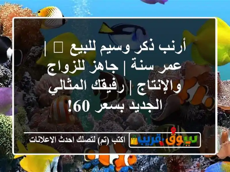 أرنب ذكر وسيم للبيع 🐰 | عمر سنة | جاهز للزواج والإنتاج...