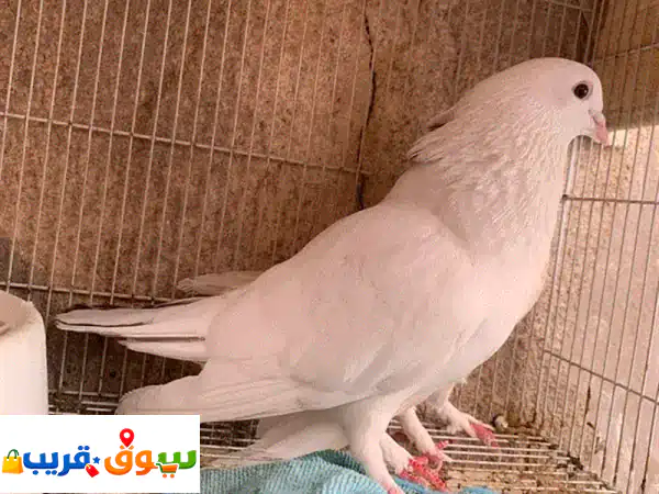 pigon for sell
