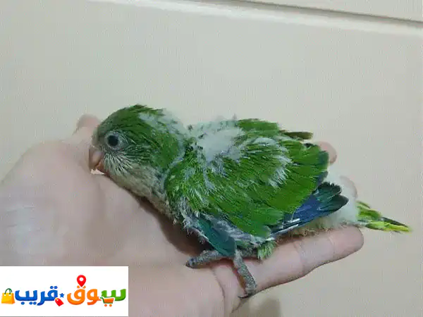فراخ كويكر اخضر تزقيم