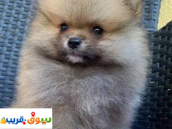 جرو مالتيبو كيوت مستورد للبيع 🌟 رفيقك المثالي المدرب والمطعم، جاهز لمنزلك!