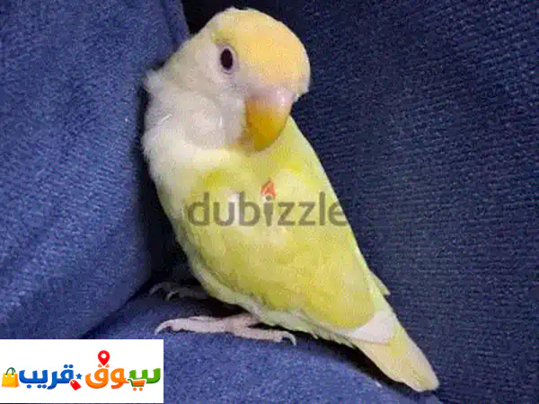 friendly love bird for sale