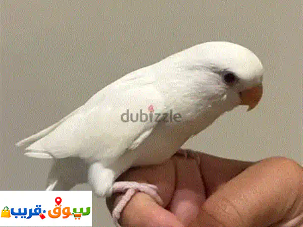 friendly love bird for sale