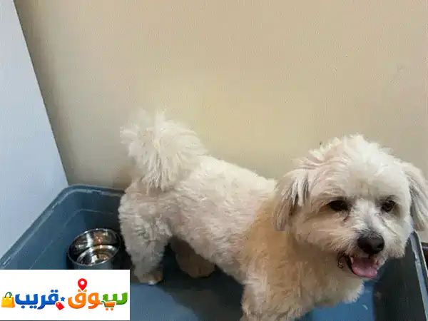 جرو شيتزو ذكر 6 شهور للبيع | لعوب، مطعم بالكامل، ومحب للأطفال! كلبك العائلي المثالي ينتظرك.